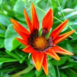 flowers1.jpg