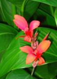 flowers2.jpg