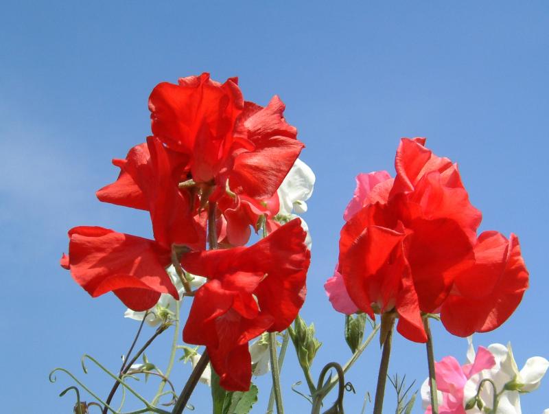 sweet pea 1.JPG