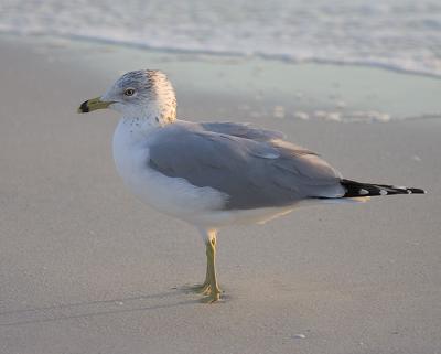 Gull