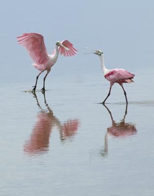 Spoonbill discussion