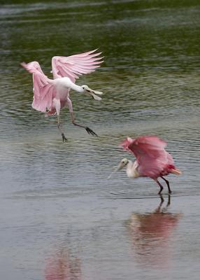 Spoonbill landing