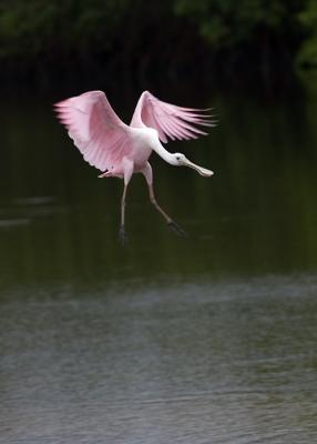 Roseate Spoonbill landing