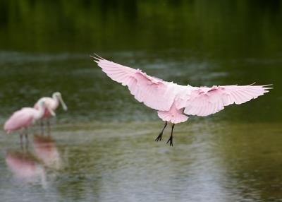 Spoonbill Joining Friends
