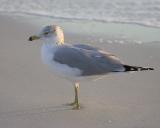 Gull
