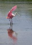 Spoonbill landing