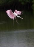 Roseate Spoonbill landing