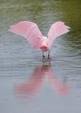 Spoonbill landing