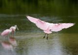 Spoonbill Joining Friends