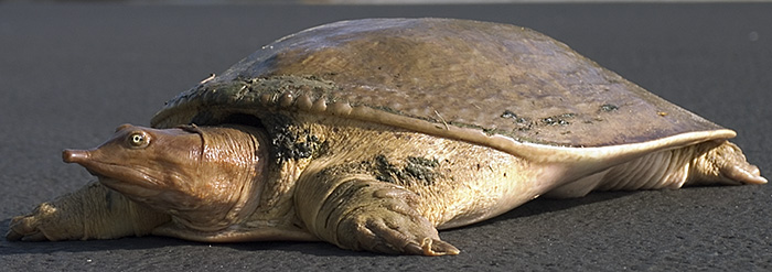 Turtle