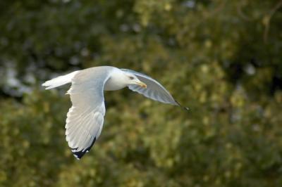 Gull in low pass