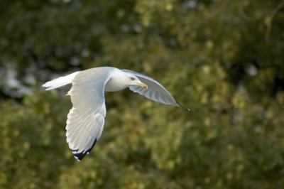 Gull in low pass