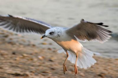 Landing at dawn