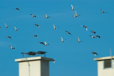 Pidgeons in flight