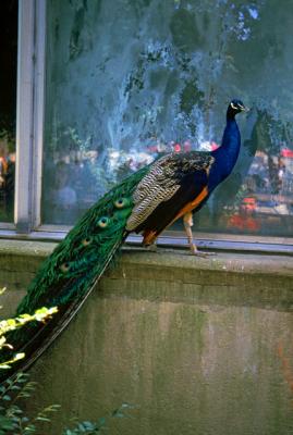 Peacock