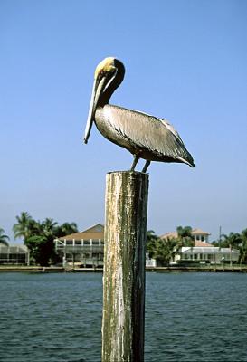 Pelican, Naples, Florida