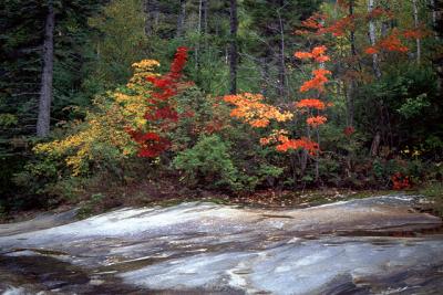 Fall Foliage in Maine