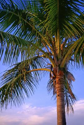 CB-105Beneath a Caribbean Palm