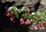 Final Spring Thaw in Pittsburgh