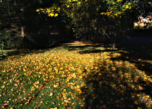 nag_autumn30.jpg