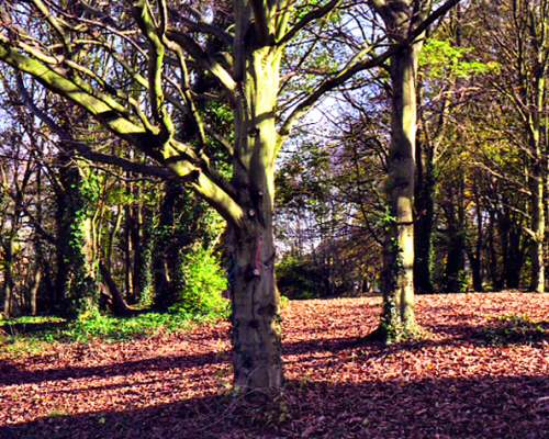 nag-autumn31.jpg