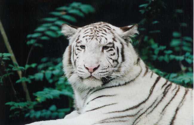 White Tiger at Rest
