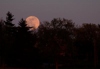 Moon & Pines