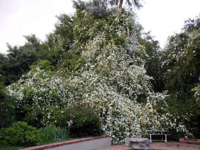 Banksia Rose