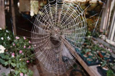 Don's spider web
