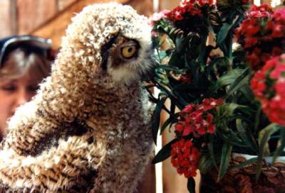 Owl smelling flowers