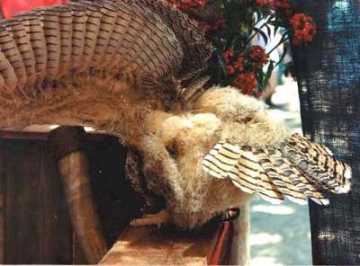 Owl turns around and displays his  tail feathers