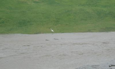 An Egret across the water