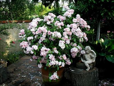 Renae Tree Rose (Standard)