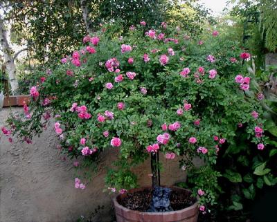 Sweet Chariot Tree Rose (Standard)