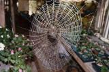 Dons spider web