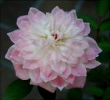 Pink Poodle