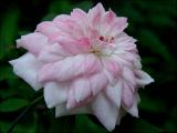 Pink Poodle