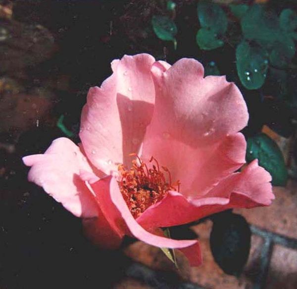 Dainty Bess by Don