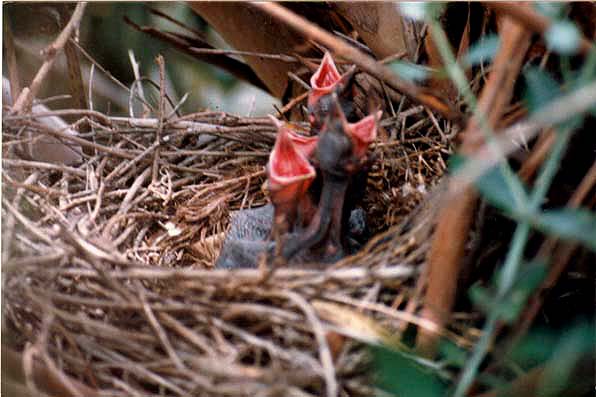 Baby Crows