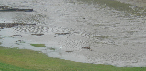Egret in the water...I tried to get closer but the Egret flew across to the other side