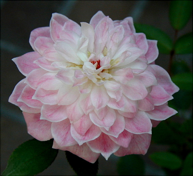 Pink Poodle