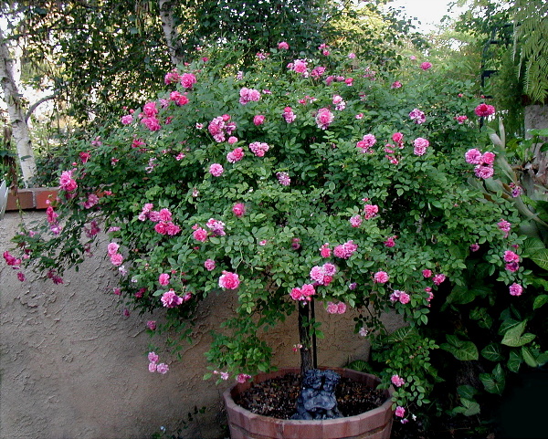 Sweet Chariot Tree Rose (Standard)