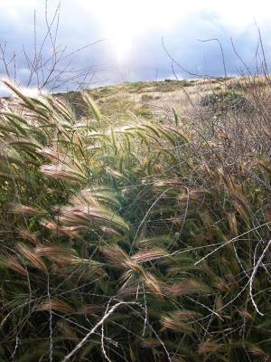Turning of the Grasses