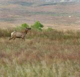 Female Tule Elk