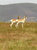 Prong Horn Antelope