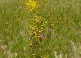 Wild Flower Path