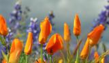 Wall of Poppies