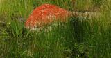 Red Rock