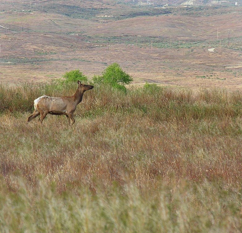 Female Tule Elk