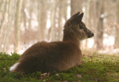 Deer Lying